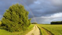 Feldweg mit Baum und Regenbogen am Abendhimmel