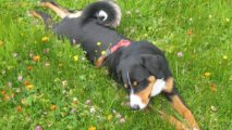 Sennenhund rollt sich in einer blühenden Wiese