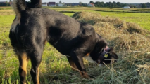 Sennenhund schnuppert auf einer gemähten Wiese