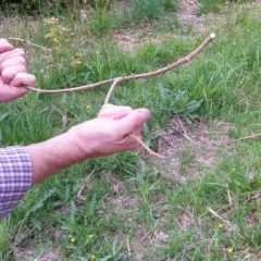 Hände halten eine Wünschelrute über einer Wiese