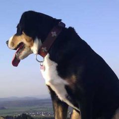 Sennenhund mit Schweizer-Kreuz-Halsband auf einem Berg